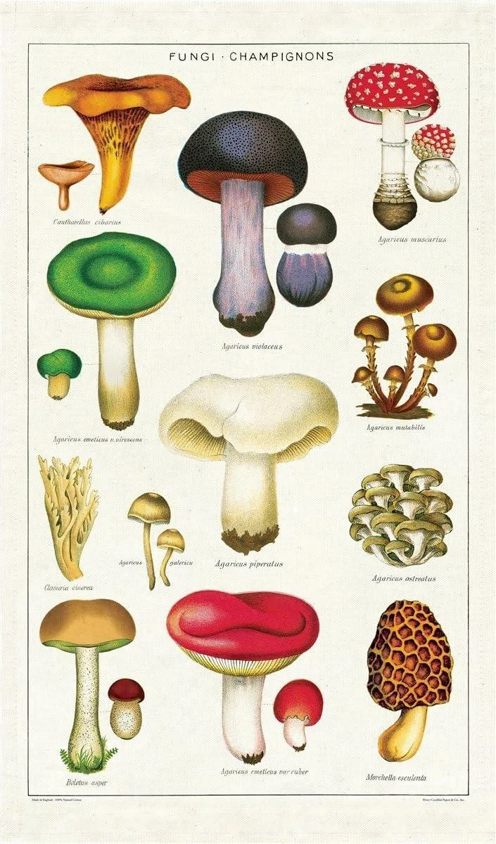 Cavallini Vintage Tea Towels